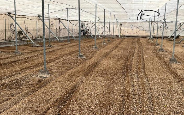 Image No.44-Finca de 3 chambres à vendre à Granadilla de Abona