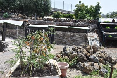 Tomato-plants