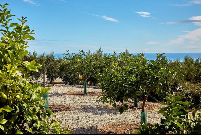 Image No.9-Finca de 3 chambres à vendre à Guia de Isora