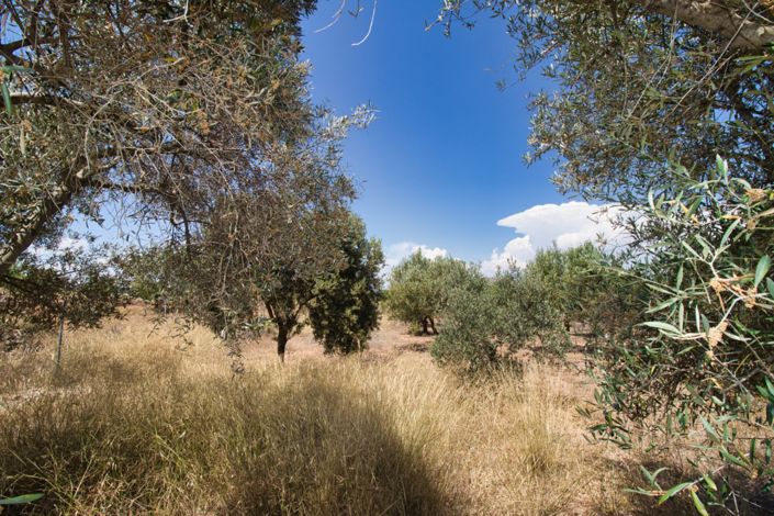 Image No.42-5 Bed Country Property for sale