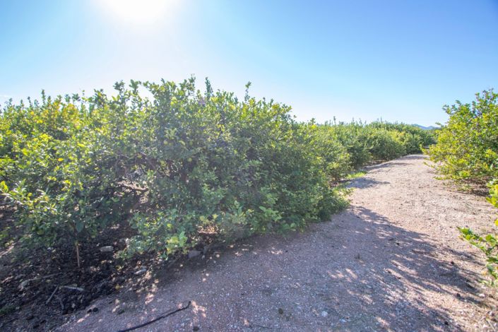 Image No.31-Propriété de pays de 4 chambres à vendre à Albatera