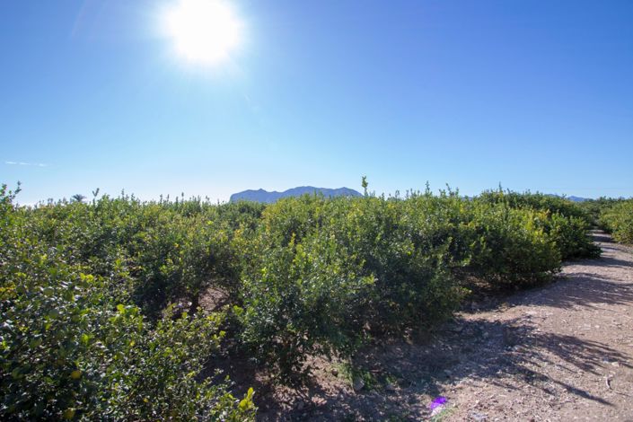 Image No.4-Propriété de pays de 4 chambres à vendre à Albatera