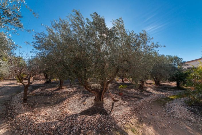 Image No.23-Propriété de pays de 3 chambres à vendre à Albatera