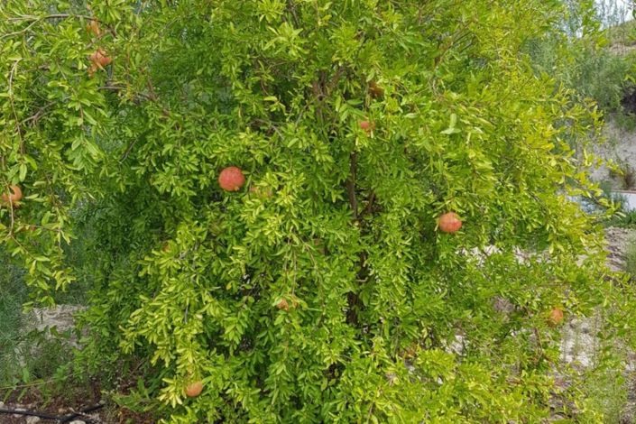 Image No.40-5 Bed Country Property for sale