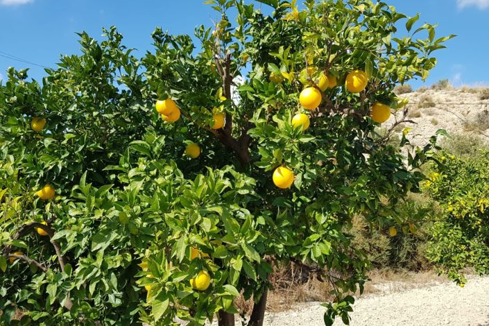 Image No.41-5 Bed Country Property for sale