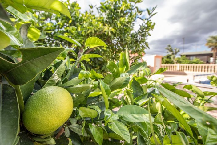Image No.44-Propriété de pays de 4 chambres à vendre à Crevillente