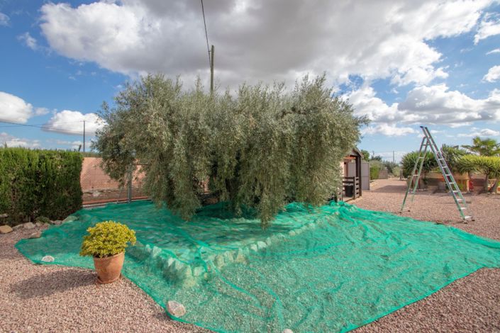 Image No.50-Propriété de pays de 4 chambres à vendre à Crevillente