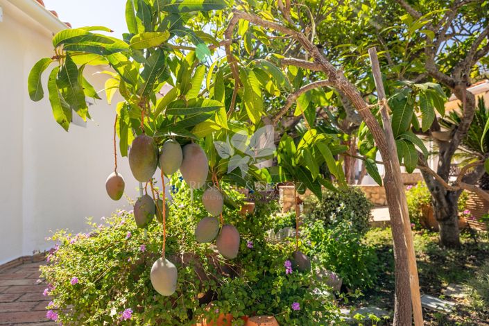 Image No.11-Ferme de 4 chambres à vendre à São Brás de Alportel