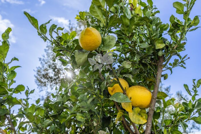 Image No.39-Villa de 5 chambres à vendre à Tavira
