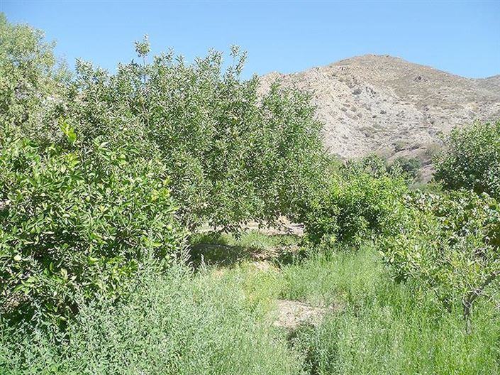 Image No.39-3 Bed Country House for sale