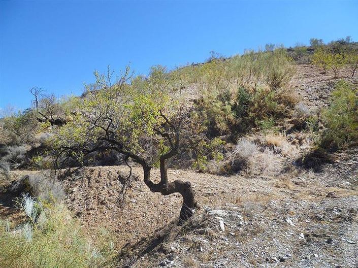 Image No.42-3 Bed Country House for sale