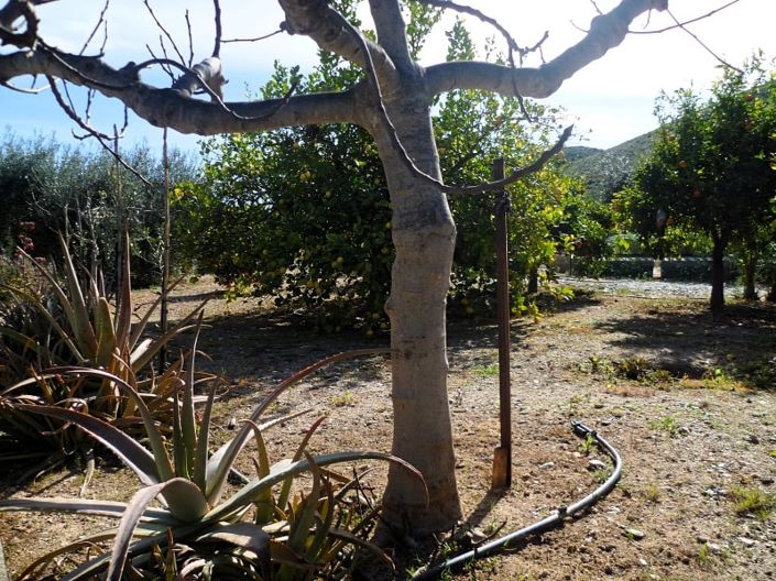 Image No.5-Terre à vendre à Lubrín