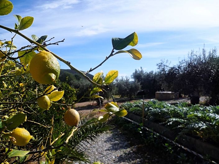 Image No.2-Land for sale