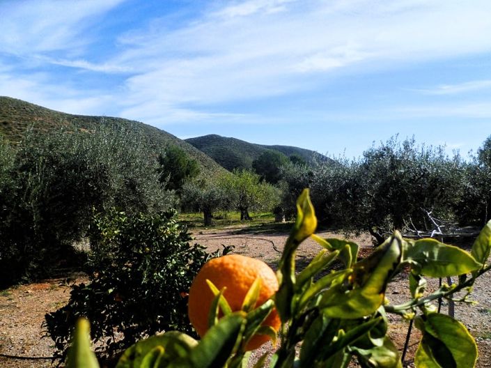 Image No.3-Land for sale