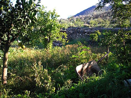 Image No.14-8 Bed Cortijo for sale