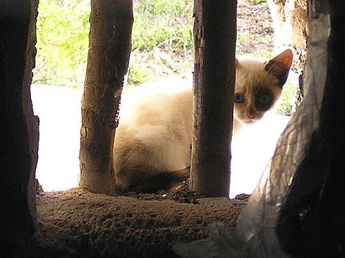 Image No.15-8 Bed Cortijo for sale