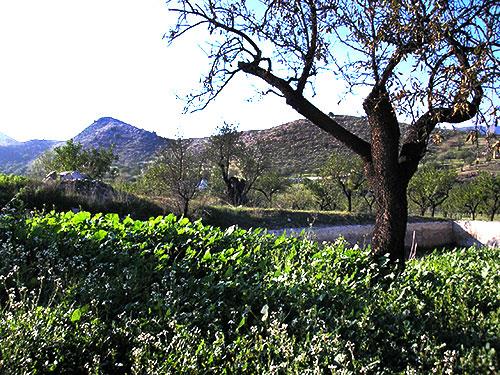 Image No.6-8 Bed Cortijo for sale