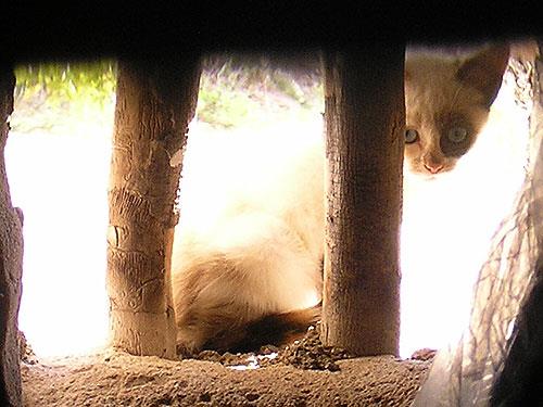 Image No.7-8 Bed Cortijo for sale