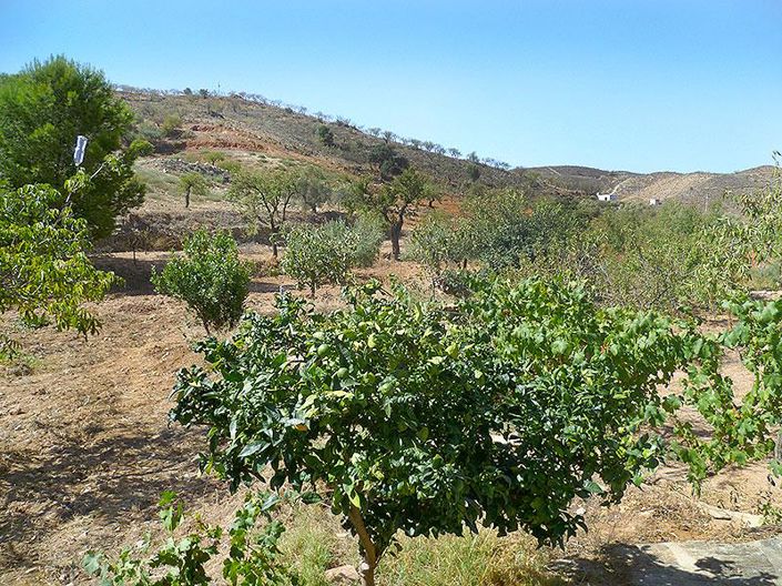 Image No.25-5 Bed Country House for sale