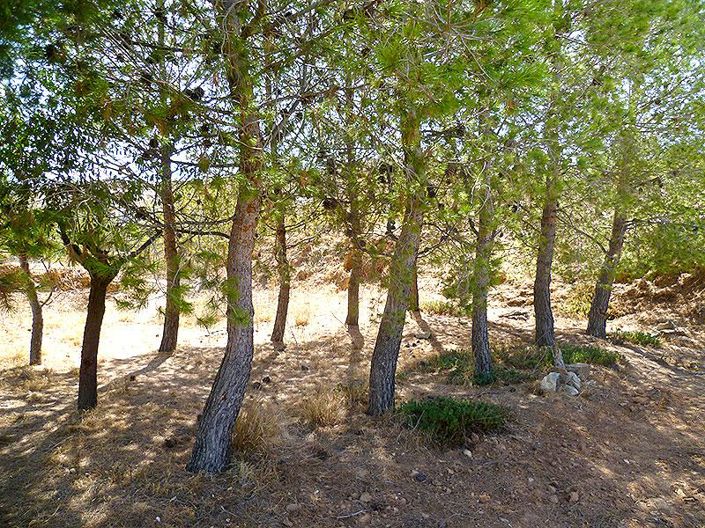 Image No.27-5 Bed Country House for sale