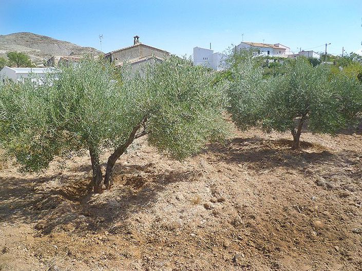 Image No.32-5 Bed Country House for sale