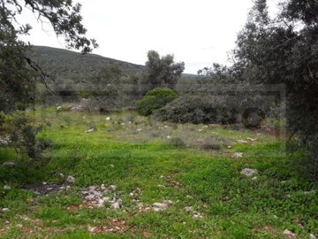 Terrain à vendre à Loule