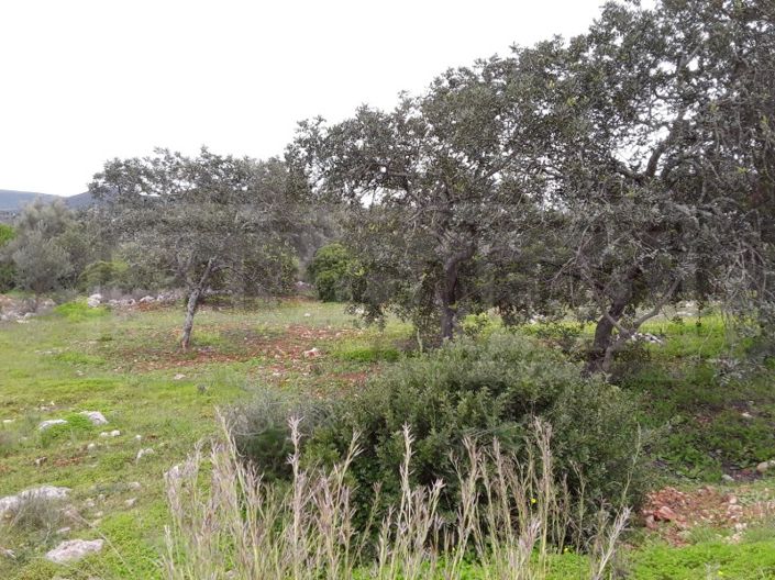 Image No.5-Terrain à vendre à Loule