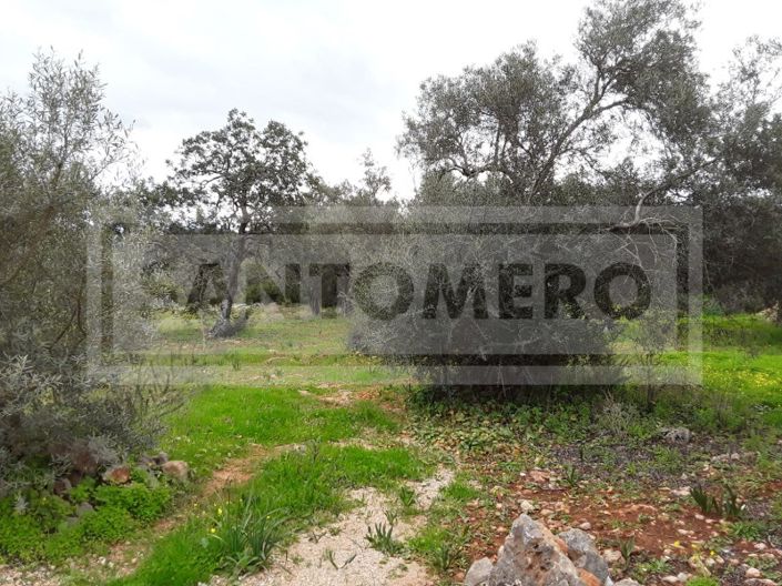 Image No.6-Terrain à vendre à Loule