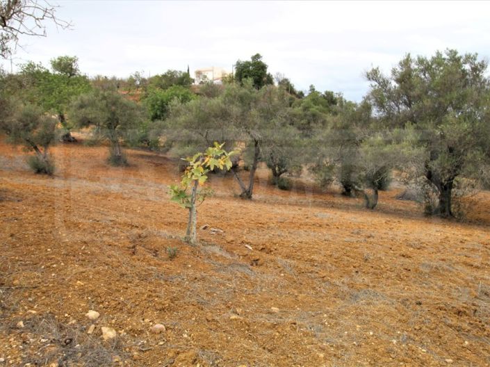 Image No.4-Plot for sale