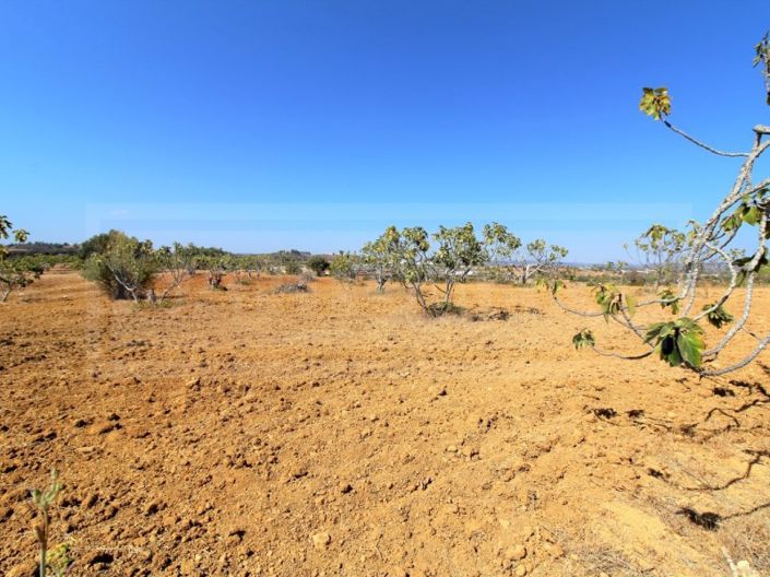 Image No.6-Terrain à vendre à Silves