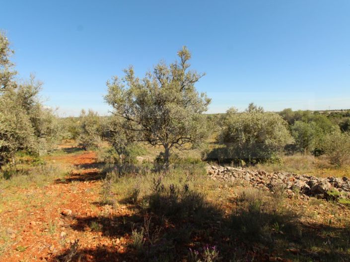 Image No.2-Plot for sale