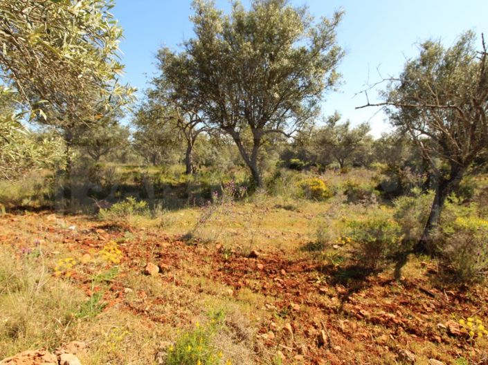 Image No.3-Plot for sale