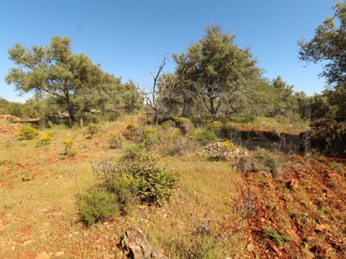 Image No.5-Terrain à vendre à Silves
