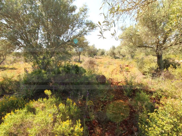 Image No.6-Plot for sale