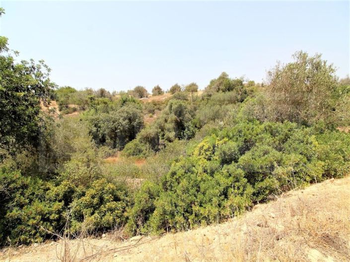 Image No.4-Farmhouse for sale