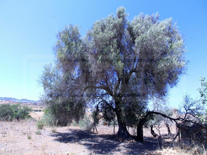 Image No.10-Plot for sale