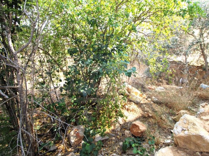 Image No.10-Plot for sale