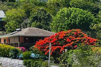 Calabash-flamboyant-tree