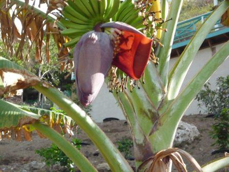 Image No.21-Villa de 5 chambres à vendre à English Harbour Town