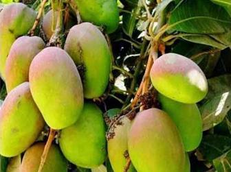 Image No.22-Villa de 5 chambres à vendre à English Harbour Town