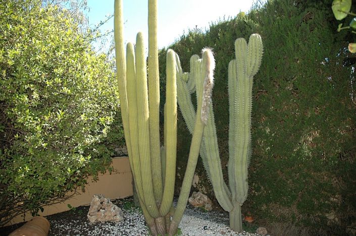 Image No.10-3 Bed Villa for sale