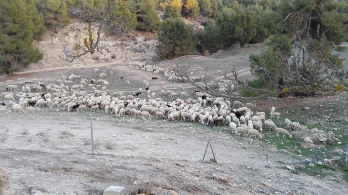 Image No.34-8 Bed Cortijo for sale