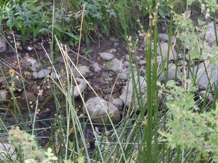 Image No.18-6 Bed Cortijo for sale