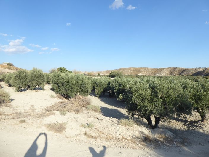 Image No.33-Maison de 5 chambres à vendre à Benamaurel