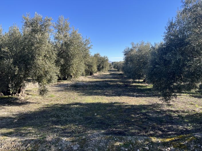 Image No.38-5 Bed Cortijo for sale