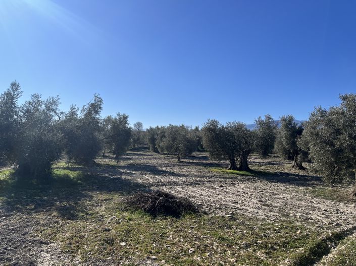 Image No.40-5 Bed Cortijo for sale