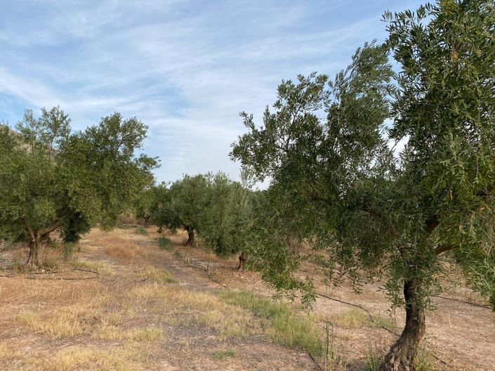 Image No.10-Propriété de 1 chambre à vendre à Zújar