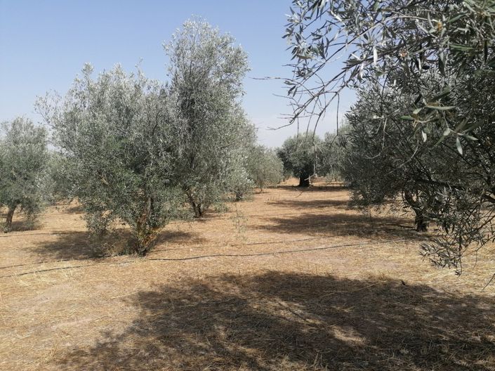Image No.25-Cortijo de 3 chambres à vendre à Baza