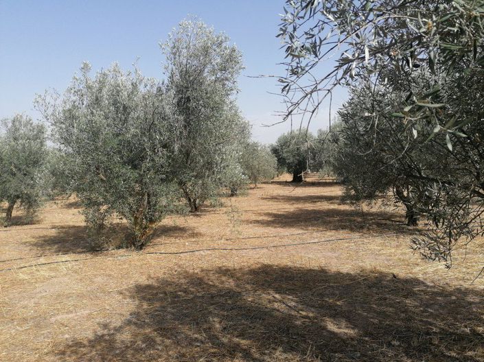 Image No.25-3 Bed Property for sale