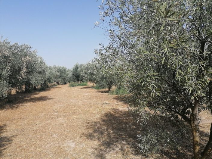 Image No.26-Cortijo de 3 chambres à vendre à Baza